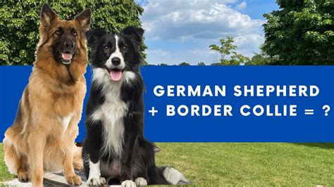 Shollie Dog German Shepherd Border Collie Mix Info With Pictures Youtube