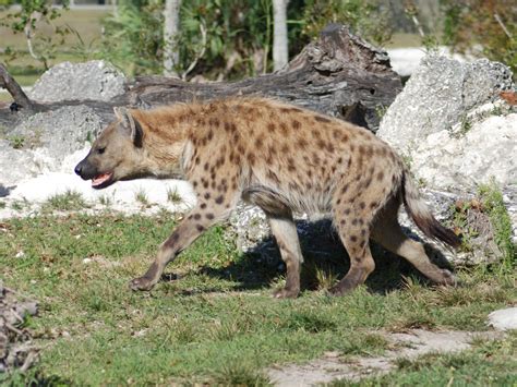 The Online Zoo Spotted Hyena