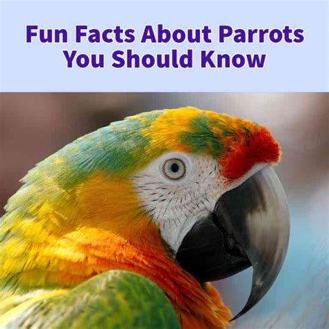 30 Fun Facts About Parrot You Should Know Thetotalnet