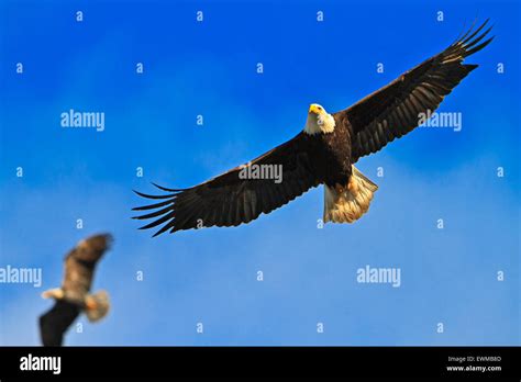 Bald Eagle Flying With Wings Spread Hi Res Stock Photography And