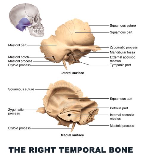 The Right Temporal Bone Anatomy Images Illustrations Anatomy Images