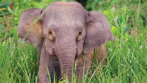 An Endangered Pygmy Elephant Was Shot 70 Times By Poachers, Because They Wanted Its Tusks