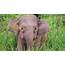 An Endangered Pygmy Elephant Was Shot 70 Times By Poachers Because 