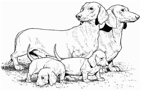 Coloring Dachshund Picture With Images Dog Coloring Page Horse