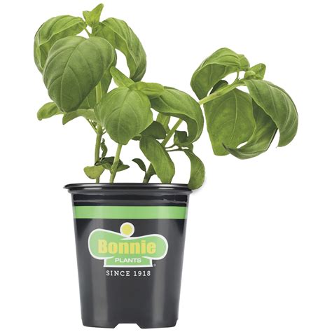 Bonnie Plants Sweet Basil