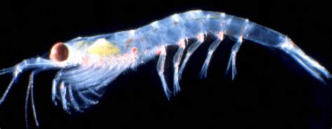 Bioluminescent Shrimp
