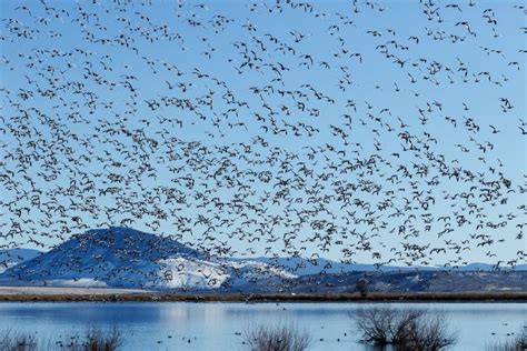 Bird Migration Is One Of Natures Great Wonders Heres How They Do It