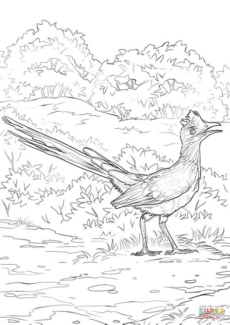 The realistic roadrunner coloring page for kids also available in pdf file. Lesser Roadrunner coloring page | Free Printable Coloring ...