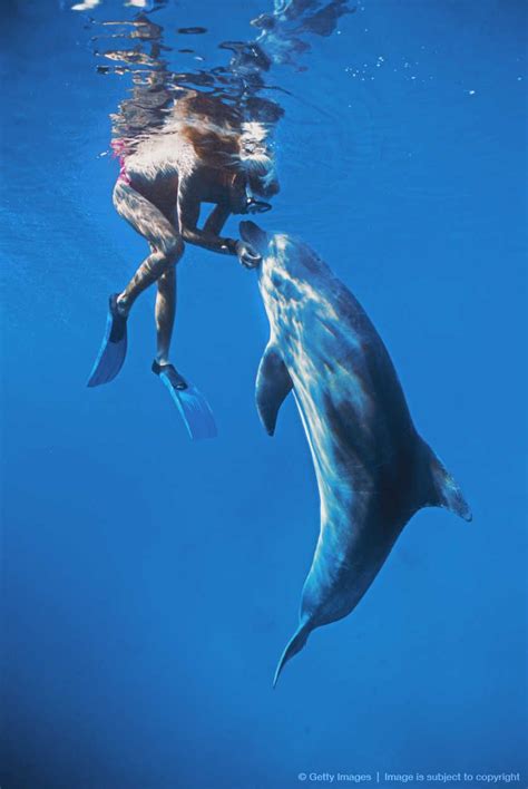 Dolphin Trainer Swims With Bottlenose Dolphin Tursiops