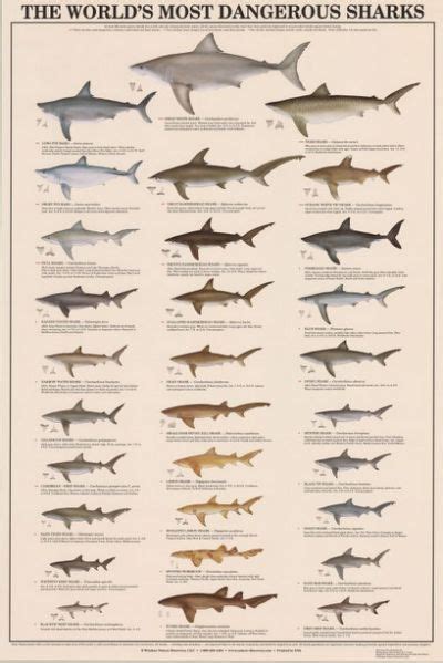 Atlantic Shark Identification Chart