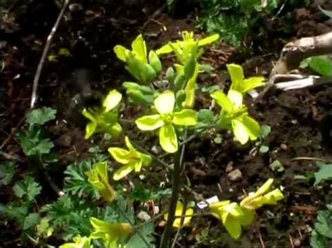 There are a number of bees, called mason bees, that are very good at pollinating fruit trees, so much so that they are also known as orchard bees. Beediverse- Mason Bees Pollinating Kale Flowers - YouTube