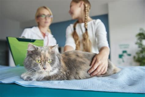 5 Signs Your Cat Has Diabetes Ask A Cat Vet Today