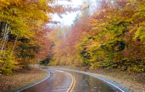 Wallpaper Road Autumn Forest Trees Fog Rain Forest Nature Road Rain Trees Autumn Fog