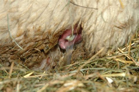 Sheep: Birth of a Polled Dorset Lamb