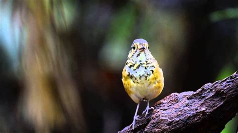 Torom Carijó Hylopezus Macularius Spotted Antpitta Youtube