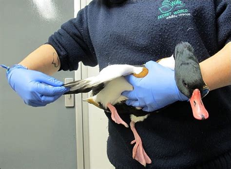 Injured Duck Helped By Wildlife Carers Near Burnham After Crash Landing