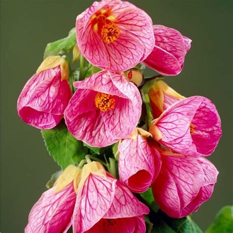 Abutilon Hybrida Pink Flowering Maple