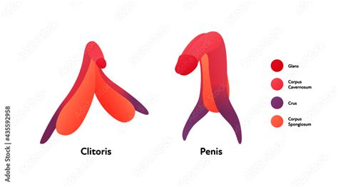 Anatomy Of The Clitoris And Penis Sex Education Scheme Etsy Hot Sex