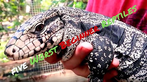The 10 best pet reptiles for beginners · 1. The Top 5 Worst Beginner Reptiles - YouTube