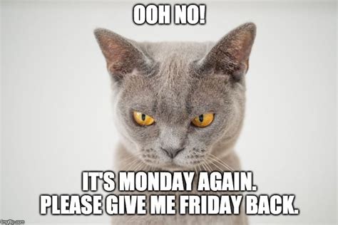 Monday Again Cat Meme Cat Memes Monday Again Memes