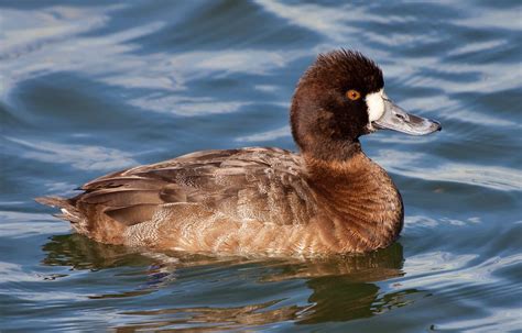 Oc Birder Girl Ring Necked Duck Aythya Collaris