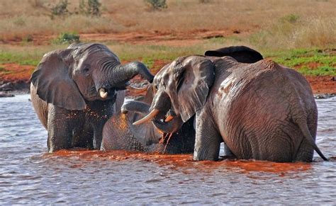 27 Surprising Facts About Africa Signature Safaris