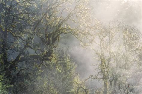 Morning Sunlight Shines On Winter Fog In Forest Stock Photo Image Of
