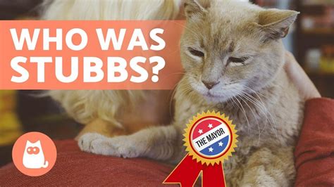 The Cat That Became A Mayor In Alaska 🐱🏛️ Stubbs Youtube
