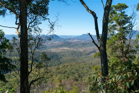 View Between Tall Trees Across Expansive Queensland Tropical Rainforest