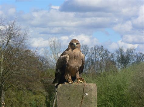 P1020206 Newent Bird Of Prey Centre April 2009 Allison Locke Flickr