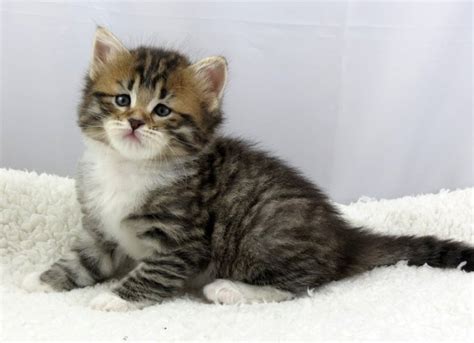 Adorable Stunning Siberian Kittens For Sale Adoption From Manila