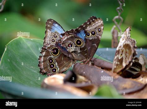 Blue Morpho Butterflies Stock Photo Alamy