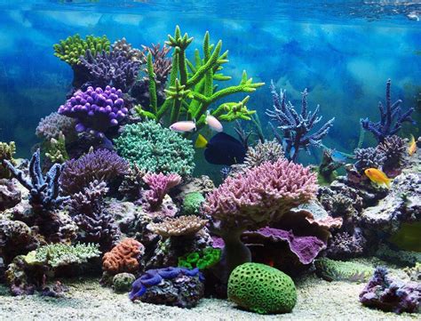 What Is The Importance Of The Magnificent Coral Reefs