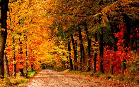Autumn Country Road Wallpaper