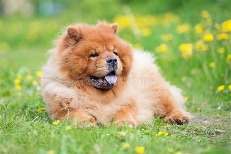 Brown Chow Chow Dog Outdoors Stock Photo Image Of Resting Fluffy
