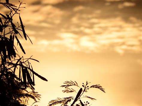 Tropical Trees Silhouette At Sunset Free Stock Photo Public Domain