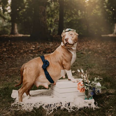 Rescue Pittie Is Glowing In Her Very Own Maternity Shoot So Fabulous