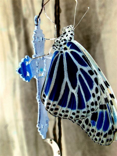 Blue Monarch A Butterfly In My Boston Studio Amuse Flickr