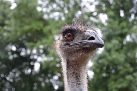 Hd Wallpaper Emu Head Animal Zoo Wild Emu Zoo Nature Birds