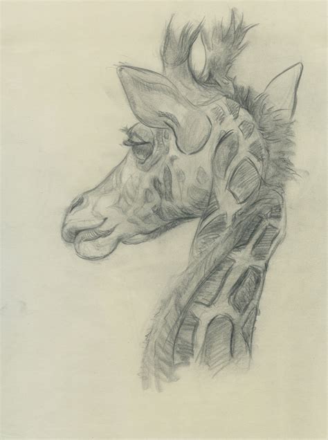 Heather Branscom: Animal Drawings