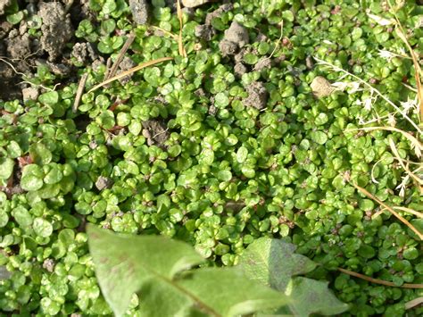 Common weeds in the garden Lawn Weed Identification