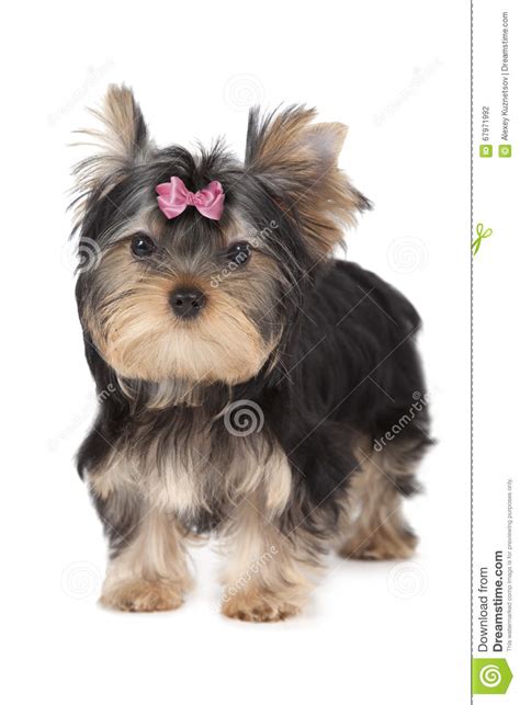 Three Months Old Yorkshire Terrier Isolated On White Stock Photo