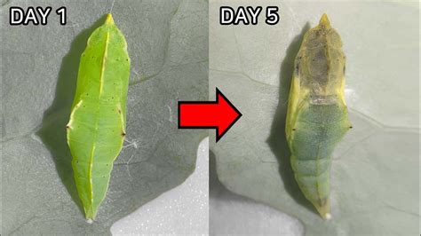 What Happens Inside A Pupachrysalis Youtube