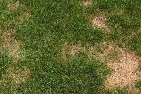 How To Identify And Treat Different Lawn Diseases