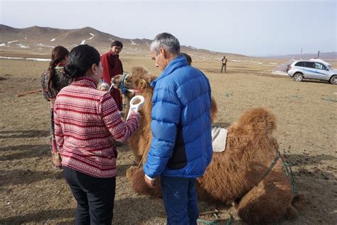 Camels where used on the silk road for transporting goods because the could go the longer distances without having to stop for water. SwissPlus ID on the Old Silk Road in Mongolia - SwissPlus ...