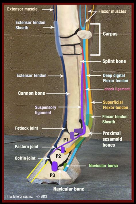 Wound Or Laceration Involving Lower Limb Flexor Tendon Horse Side Vet