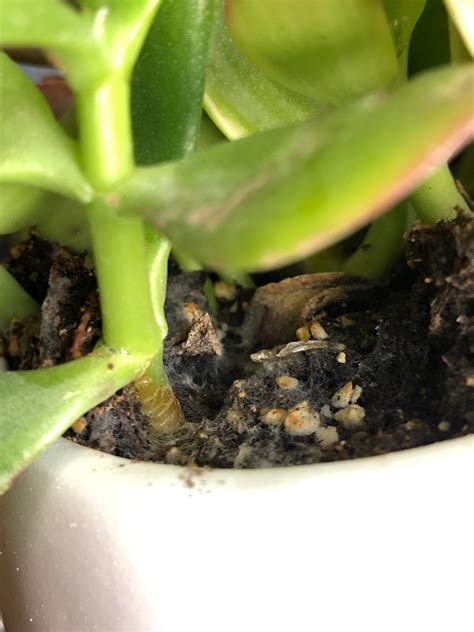 Of liquid fungicide to 2 gallons of water. White mold on soil? Should I re-pot my succulent or will ...