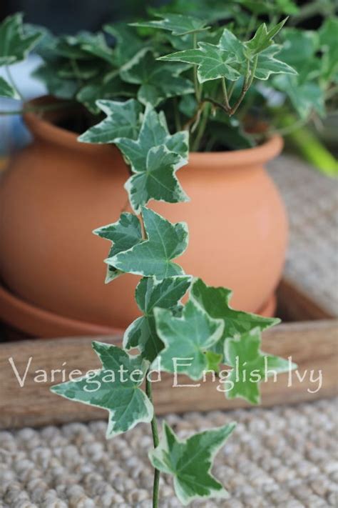 English Ivy Plant Care Develop Hedera Helix As A Houseplant Global Home And Garden