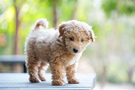 9 Dog Breeds That Look Like Puppies Even When Theyre Fully Grown Dog