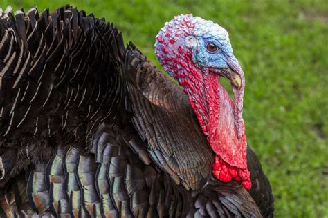 Find the news and stories on turkey, which is a nation straddling eastern europe and western asia with cultural connections to ancient greek, persian, roman, byzantine and ottoman empires. Wild turkeys from hell are terrorizing this town